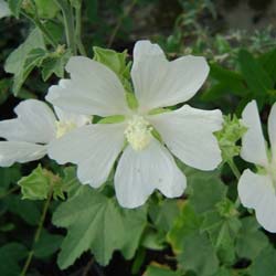 Lavatera  Ice Cool